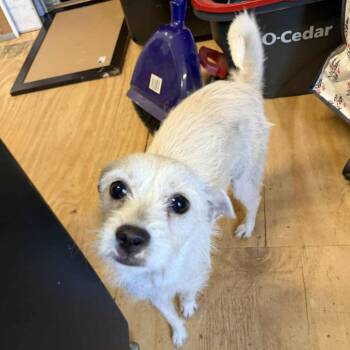 West Highland White Terrier Westie and Schnauzer Dogs Available for Adoption - Linda D10220 | PetCurious