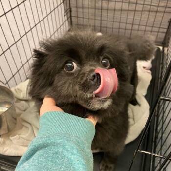Pomeranian and Mixed Breed Dogs Available for Adoption - Pom Pom | PetCurious