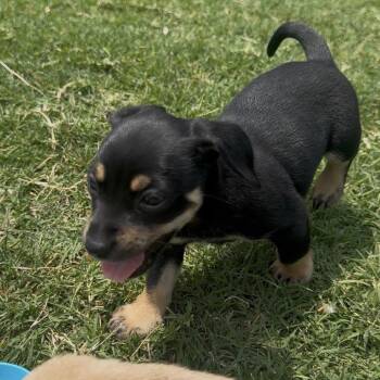 Milo #2 C-34386 -  Chihuahua Dog for Adoption in Oklahoma City, Oklahoma - Milo #2 C-34386 | PetCurious