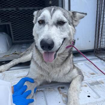 Janie -  Husky and Mixed Breed Dog Available for Adoption in Edinburg, Texas - Janie | PetCurious