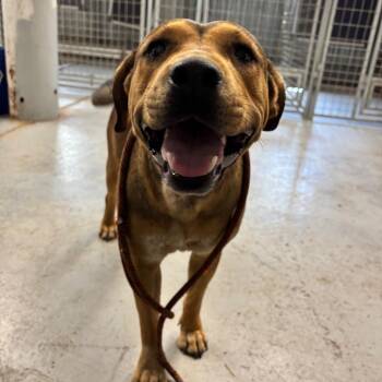 Kelela -  Mixed Breed Dog for Adoption in Moab, Utah - Kelela | PetCurious