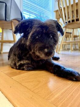 Terrier Dogs Available for Adoption in Pottstown, Pennsylvania - Buffy | PetCurious