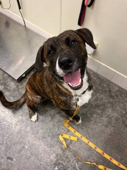 Rescue Plott Hound and Mixed Breed Dogs for Adoption in Neosho, Missouri - Clifford | PetCurious