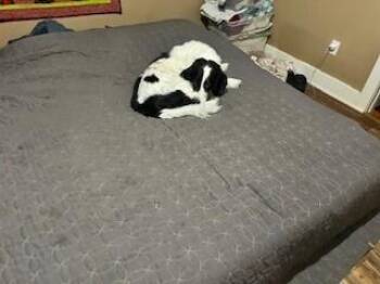 Jake - fostered in KC -  Basset Hound and Pointer Dog for Adoption in Overland Park, Kansas - Jake - Fostered In KC | PetCurious