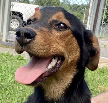 Ella -  Hound Dog for Adoption in Glasgow, Kentucky - Ella | PetCurious