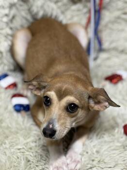 Rescue Jack Russell Terrier Dogs for Adoption in Modesto, California - Kayden | PetCurious