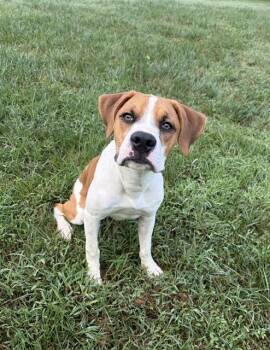 Kooper -  Boxer Dog for Adoption in Mocksville, North Carolina - Kooper | PetCurious