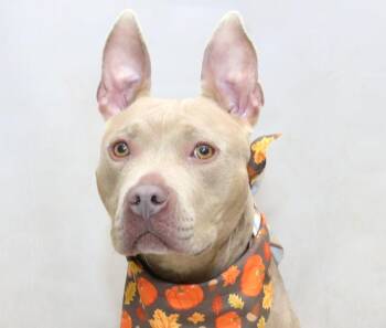 Bunny -  Terrier Dog for Adoption in Sanford, Florida - Bunny | PetCurious