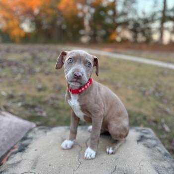 Rescue Pit Bull Terrier and Labrador Retriever Dogs for Adoption - Shelley | PetCurious