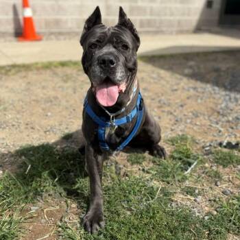 CALI -  Cane Corso Dog for Adoption in Boston, Massachusetts - CALI | PetCurious