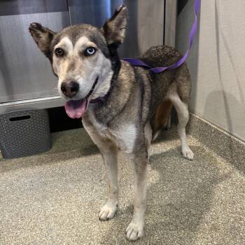 IVHS-Stray-143904 -  Siberian Husky and Shepherd Dog for Adoption in San Gabriel, California - IVHS-Stray-143904 | PetCurious