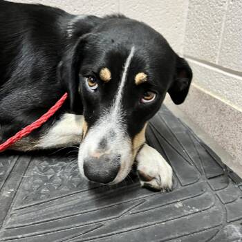 Judy -  Mixed Breed Dog for Adoption in Ardmore, Oklahoma - Judy | PetCurious