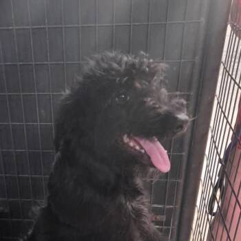 Trixie -  Mixed Breed Dog for Adoption in Leander, Texas - Trixie | PetCurious