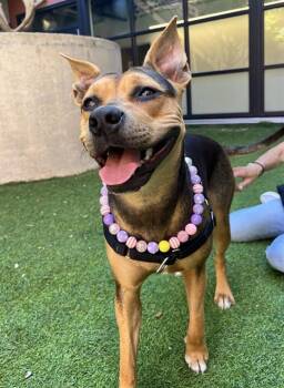 DOLLY -  Black Mouth Cur and Mixed Breed Dog for Adoption in San Francisco, California - DOLLY | PetCurious