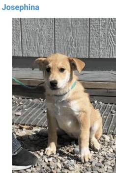Josephina -  Australian Cattle Dog Blue Heeler Dog for Adoption in Salt Lake City, Utah - Josephina | PetCurious