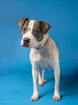 Rescue Mixed Breed Dogs for Adoption in Atlanta, Georgia - Nevio | PetCurious