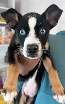 Mixed Breed Dogs Available for Adoption in Nashville, Tennessee - Falafel | PetCurious