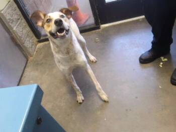 DRACO -  Australian Cattle Dog Blue Heeler and Mixed Breed Dog for Adoption in Tulsa, Oklahoma - DRACO | PetCurious