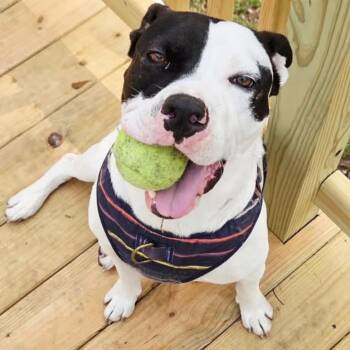 Pit Bull Terrier Dogs Available for Adoption - Happy | PetCurious