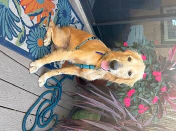 Rescue Golden Retriever Dogs for Adoption - Danny | PetCurious
