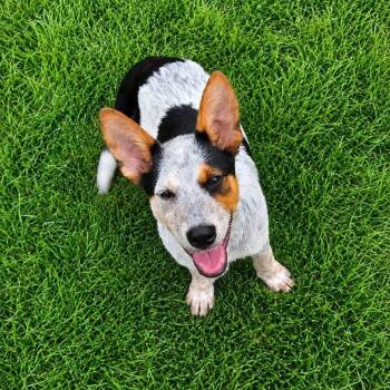 Mayhem -  Australian Cattle Dog Blue Heeler Dog for Adoption in Brewton, Alabama - Mayhem | PetCurious