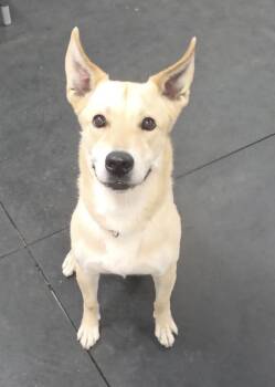 Ruby - Located in Eugene, OR Now -  Pit Bull Terrier and Labrador Retriever Dog for Adoption in Los Angeles, California - Ruby - Located In Eugene, OR Now | PetCurious