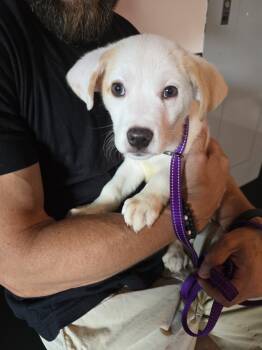 Rescue Great Pyrenees and Labrador Retriever Dogs for Adoption in Yardley, Pennsylvania - Amos | PetCurious