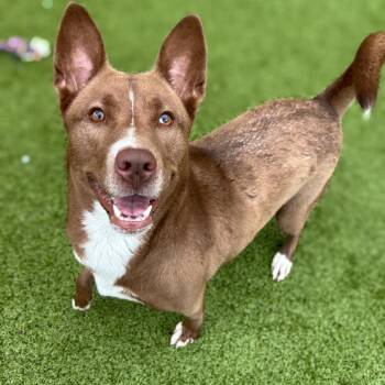 Luna -  Husky and Basenji Dog Available for Adoption in Melrose, Florida - Luna | PetCurious