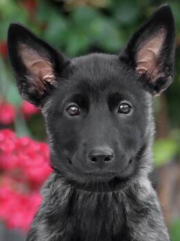 Rescue Belgian Shepherd Malinois and Dutch Shepherd Dogs for Adoption in Los Angeles, California - *Penny Von Holland | PetCurious