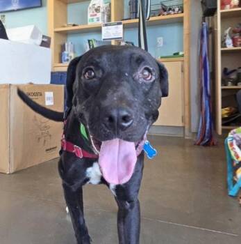Jackson -  Labrador Retriever and Pit Bull Terrier Dog for Adoption in Honolulu, Hawaii - Jackson | PetCurious