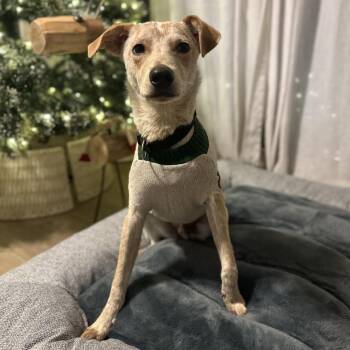 Dexter Morgan -  English Coonhound and Cattle Dog Dog for Adoption in Abbotsford, British Columbia - Dexter Morgan | PetCurious