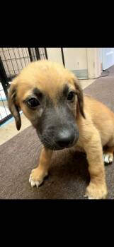 Oak -  Shepherd and Hound Dog for Adoption in South Bend, Indiana - Oak | PetCurious