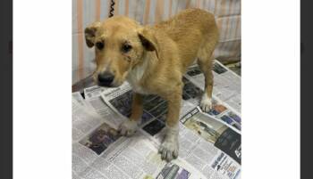 Georgie -  Labrador Retriever and Hound Dog Available for Adoption in Willingboro, New Jersey - Georgie | PetCurious