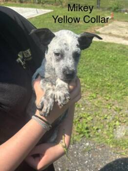 Mikey -  Australian Cattle Dog Blue Heeler and Cattle Dog Dog for Adoption in Cambridge, Maryland - Mikey | PetCurious