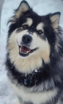 Dixie Mae -  Alaskan Malamute Dog for Adoption in Gladwin, Michigan - Dixie Mae | PetCurious