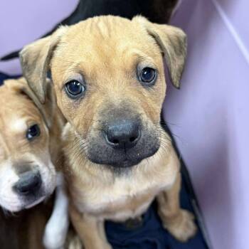 Rescue Beagle and Pit Bull Terrier Dogs for Adoption in Martinsville, Virginia - Bad Credit | PetCurious