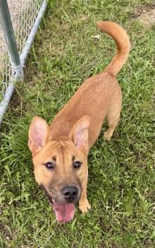 TILLY -  Chow Chow and Mixed Breed Dog for Adoption in Kalamazoo, Michigan - TILLY | PetCurious