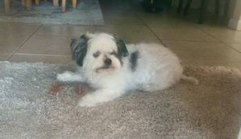 Shih Tzu Dogs Available for Adoption - Archie | PetCurious