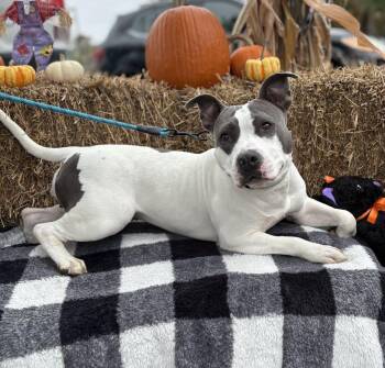 Rescue Pit Bull Terrier Dogs for Adoption in Bridgewater, New Jersey - Storm (special Needs - Foster Wanted) | PetCurious