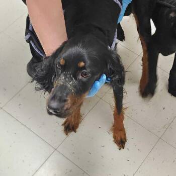 Ryan Ralf -  Mixed Breed Dog for Adoption in Davenport, Iowa - Ryan Ralf | PetCurious