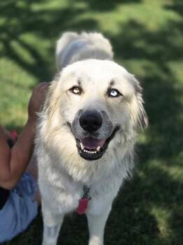 Blue -  Anatolian Shepherd and Great Pyrenees Dog for Adoption in San Diego, California - Blue | PetCurious