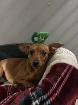 Big Buddy -  Chihuahua and Mixed Breed Dog for Adoption in Bellevue, Washington - Big Buddy | PetCurious