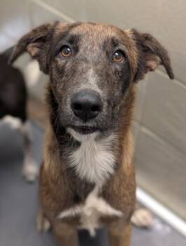 Rescue Mixed Breed Dogs for Adoption in Morristown, New Jersey - Styx | PetCurious
