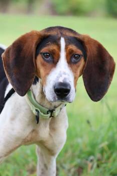 Mixed Breed Dogs Available for Adoption in Columbia, Tennessee - Cletus | PetCurious