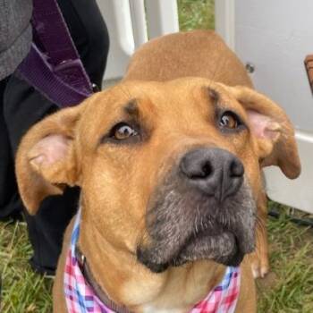 Dayta -  Mixed Breed Dog Available for Adoption in Westland, Michigan - Dayta | PetCurious