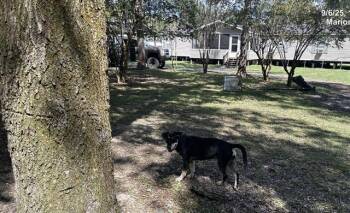 Rescue Black Mouth Cur and Mixed Breed Dogs for Adoption in Ocala, Florida - A368666 | PetCurious