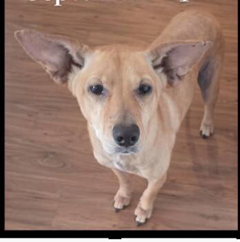 Harley -  Mixed Breed Dog for Adoption in Martinsburg, West Virginia - Harley | PetCurious