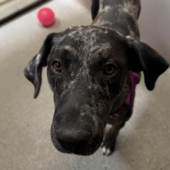 Granite -  Mixed Breed Dog for Adoption in Murray, Utah - Granite | PetCurious