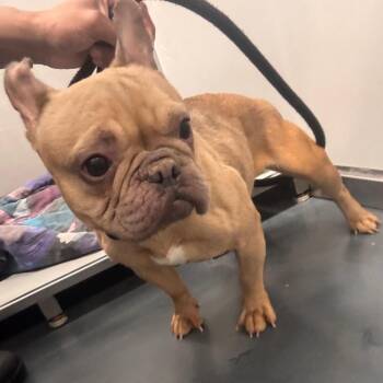 LVH-Stray-13638 -  French Bulldog Dog for Adoption in Allentown, Pennsylvania - LVH-Stray-13638 | PetCurious
