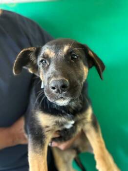 A256036 -  German Shepherd Dog and Mixed Breed Dog for Adoption in Visalia, California - A256036 | PetCurious